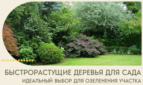 Быстрорастущие деревья для сада идеальный выбор в Полысаеве
