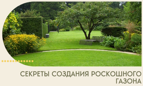 Секреты создания роскошного газона в Полысаеве